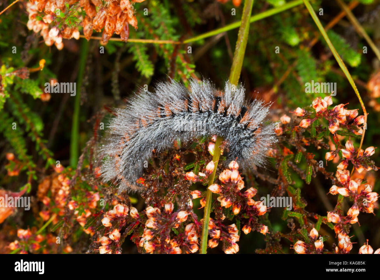Caterpillar of Garden tiger moth, covered with dew drops, on flowering Common heather Stock Photo