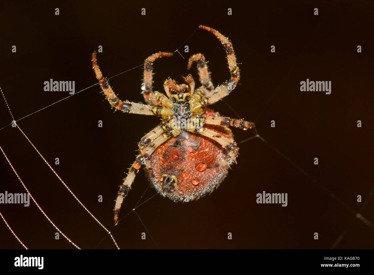 Big, fat European garden spider, covered with dew drops, weaving a web in early morning Stock Photo