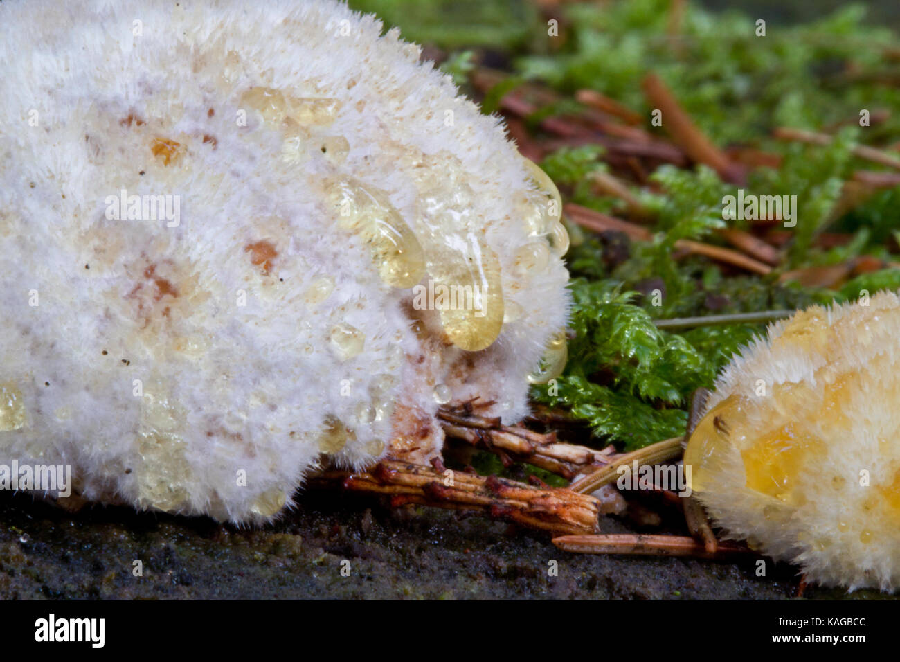 Two Oligoporus ptychogaster slime molds on rotting wood, one of them excreting guttation droplets Stock Photo