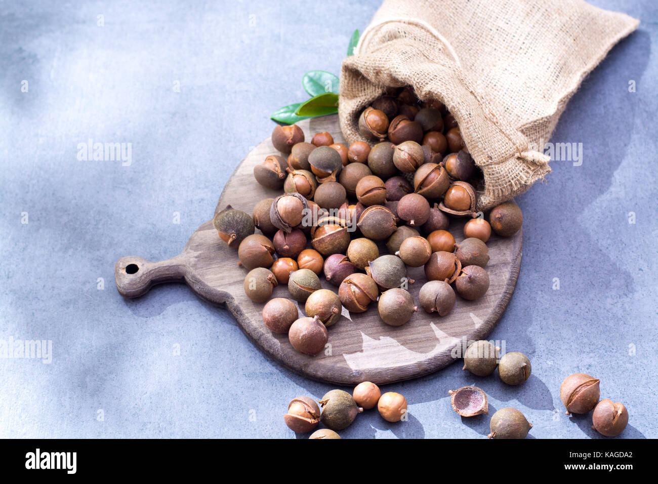 Australian macadamia nuts, unpeeld fresh harvest close up Stock Photo