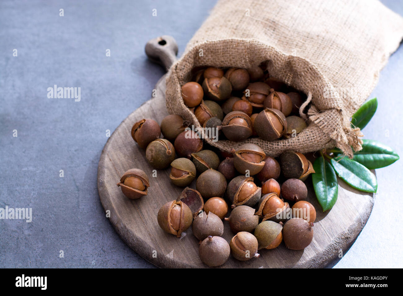 Australian macadamia nuts, unpeeld fresh harvest close up Stock Photo