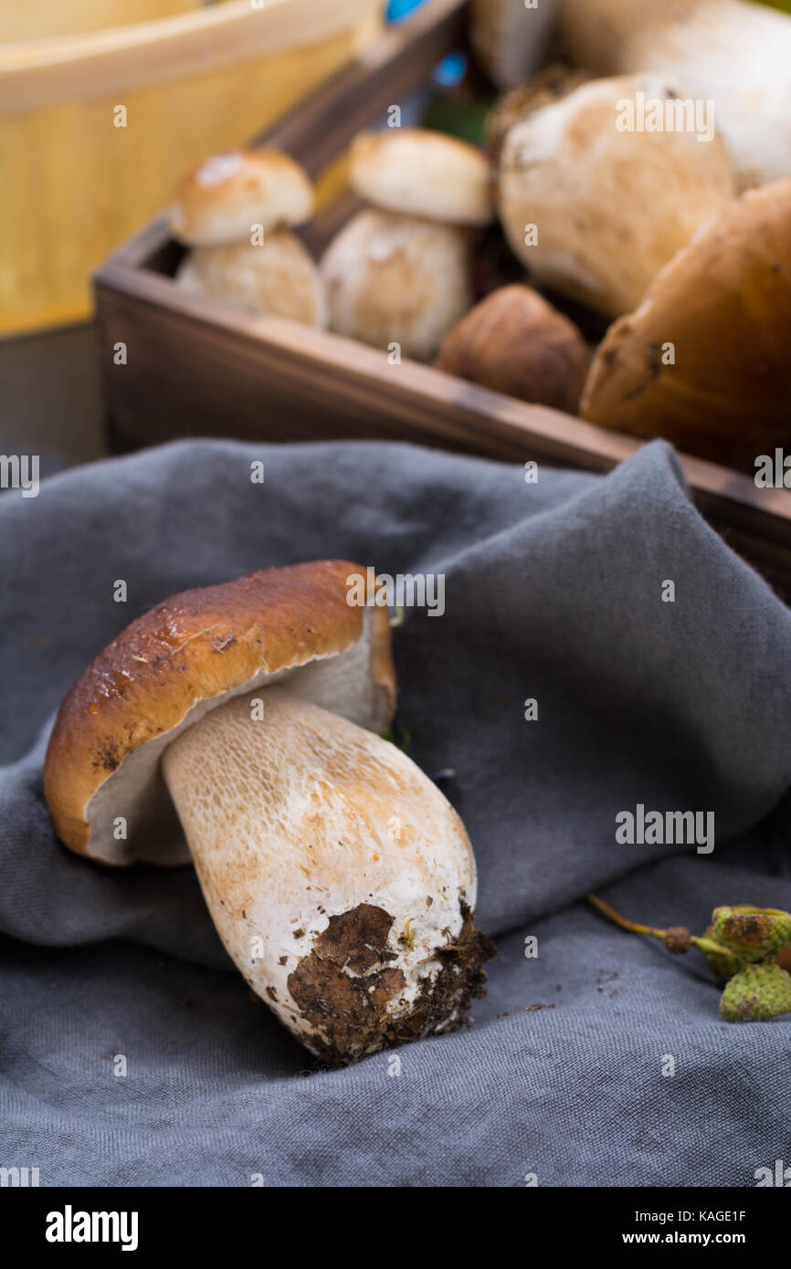 Boletus edulis, cepe, porcini mushrooms unwashed on gray concrete