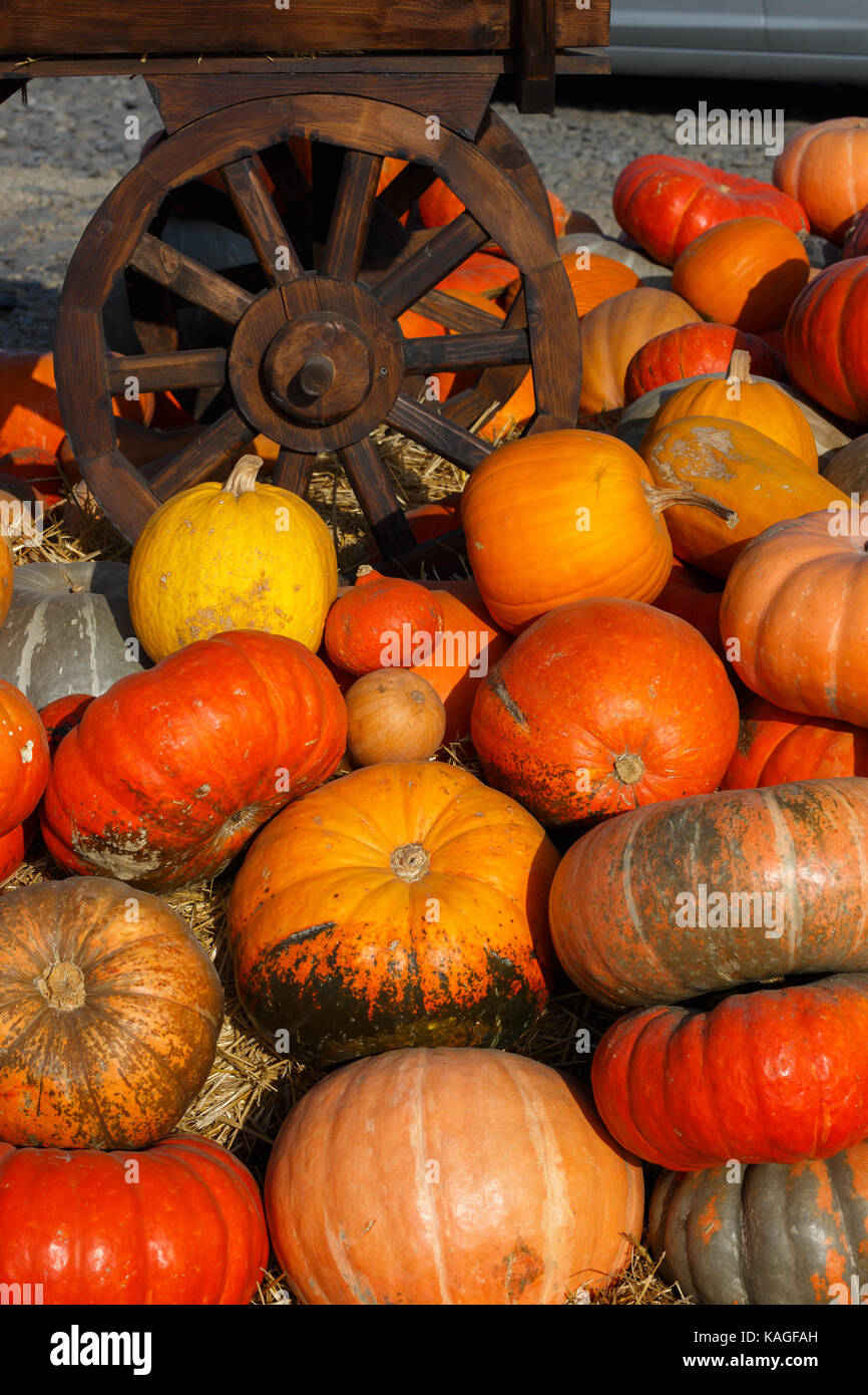 Colorful pumpkins collection on outdoor autumn market Stock Photo - Alamy