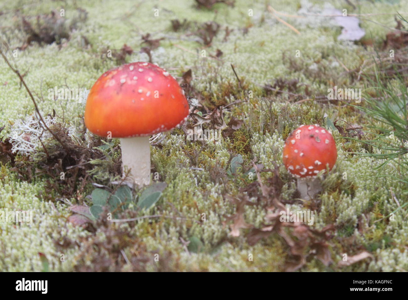 beautiful bright red hat agaric toxic mushroom grow on moss in autumn forest Stock Photo