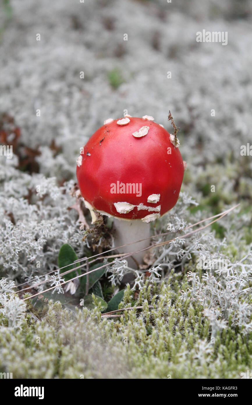 beautiful bright red hat agaric toxic mushroom grow on moss in autumn forest Stock Photo
