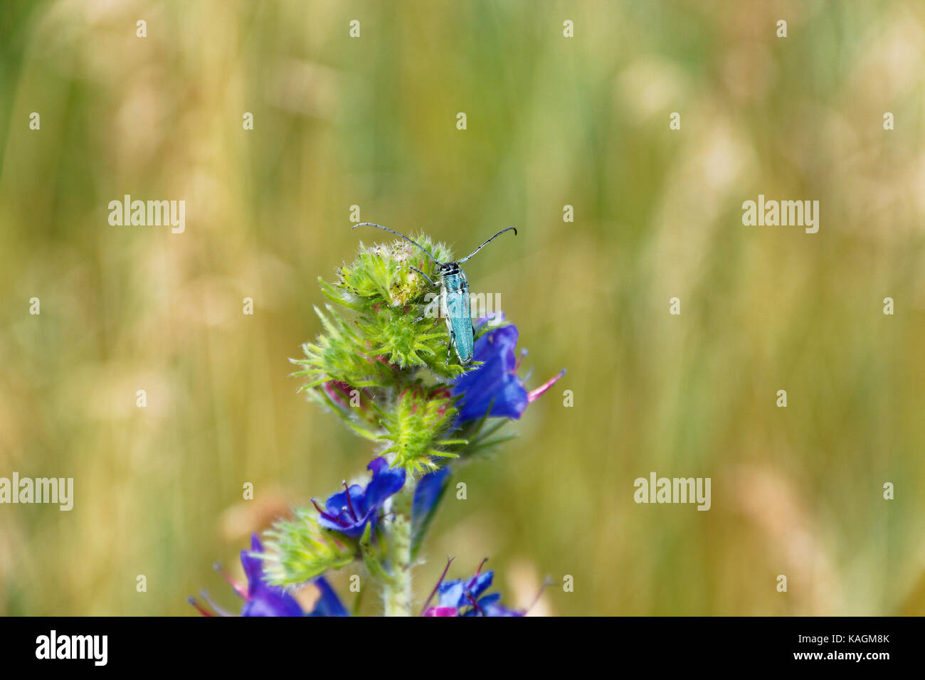 Summer insect macro photo Stock Photo - Alamy