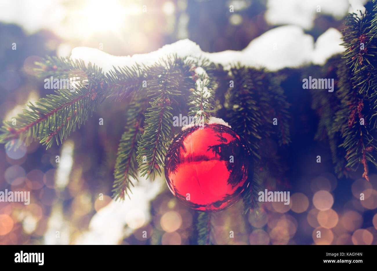 red christmas ball on fir tree branch with snow Stock Photo - Alamy