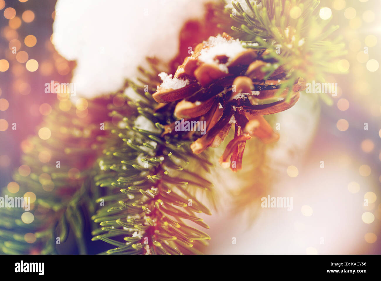 fir branch with snow and cone in winter forest Stock Photo - Alamy