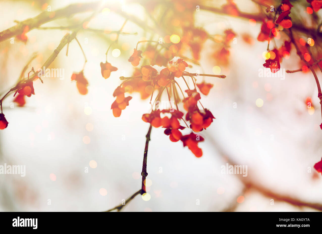 spindle or euonymus branch with fruits in winter Stock Photo