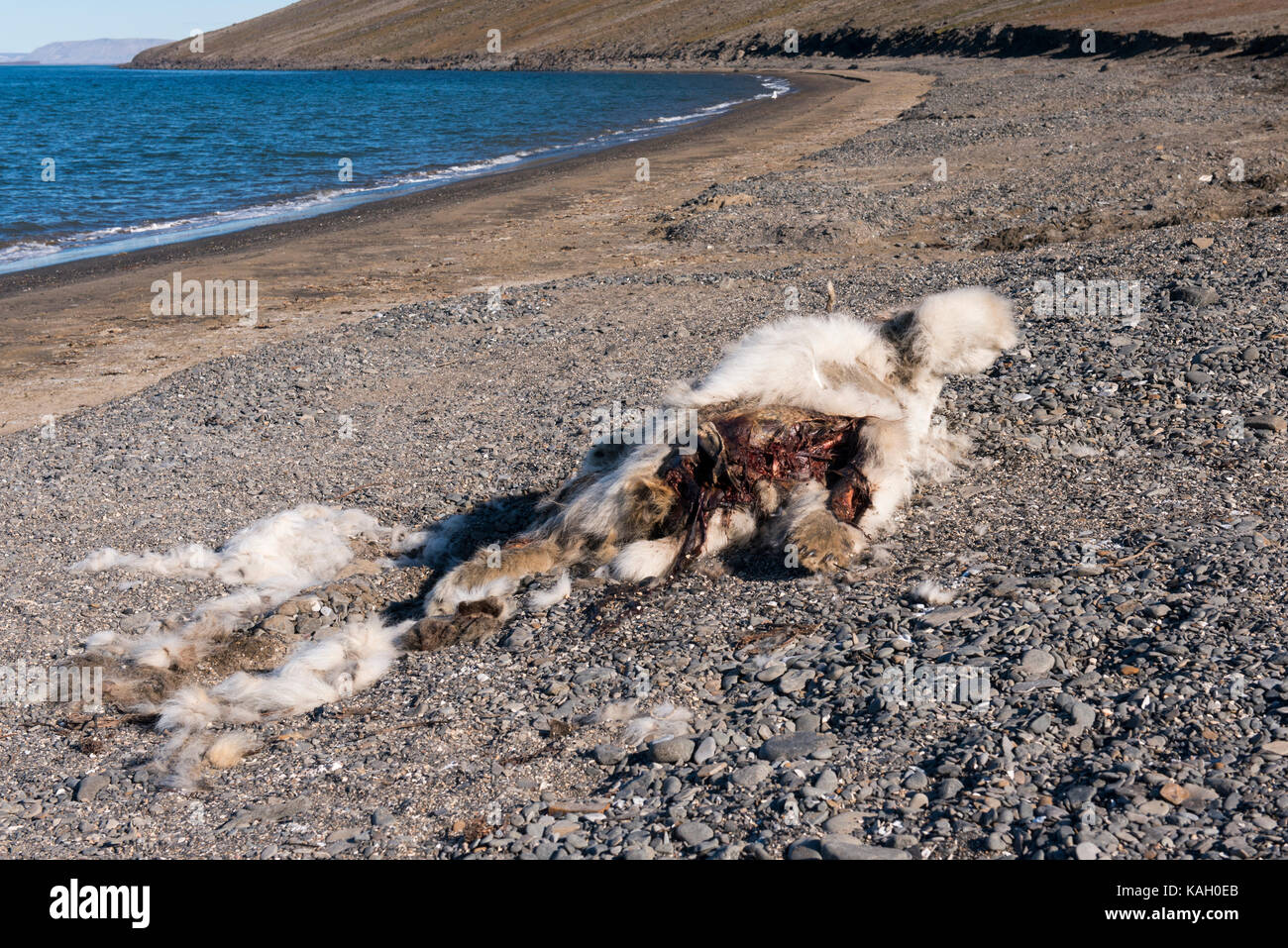 Norway, Svalbard, South Svalbard Nature Reserve, Edgeoya, Kapp Lee. Dead polar bear on the beach. Stock Photo