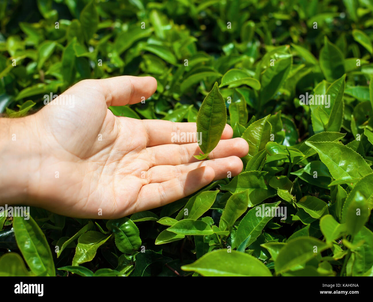 Hand Over Tea Hands picking fresh tea leaves hi-res stock photography and images - Alamy