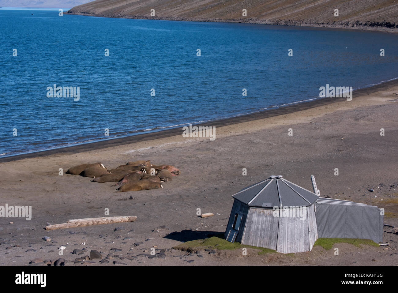 Norway, Svalbard, South Svalbard Nature Reserve, Edgeoya, Kapp Lee. Small group of walrus hauled out on remote beach (WILD: Odobenus roamerus) with ty Stock Photo