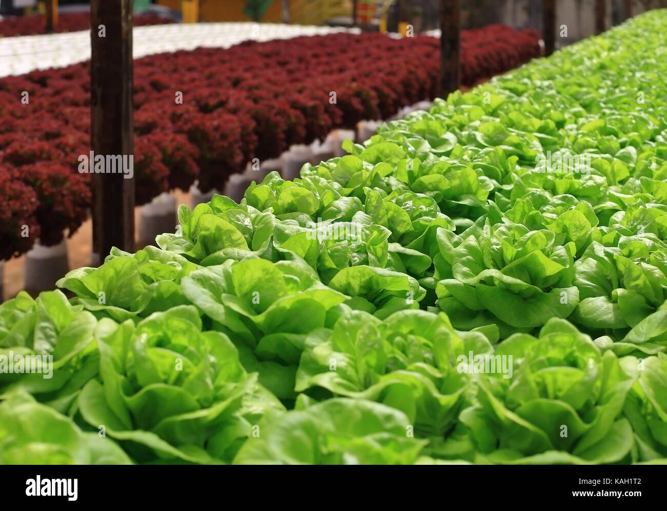 Multicolor cultivated fresh cabbage growing in greenhouse Stock Photo