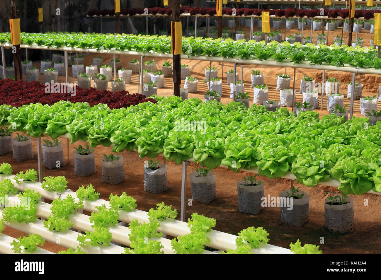 Green cultivated fresh cabbage growing in greenhouse Stock Photo Alamy