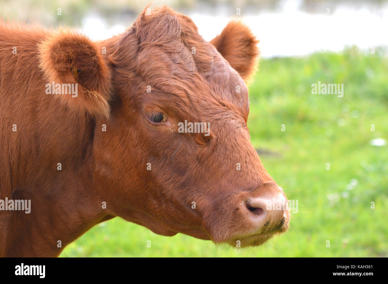 The South Devon cow, Bred since the 16th Century for the great beef quality, grows to an average weight of 560kgs Stock Photo