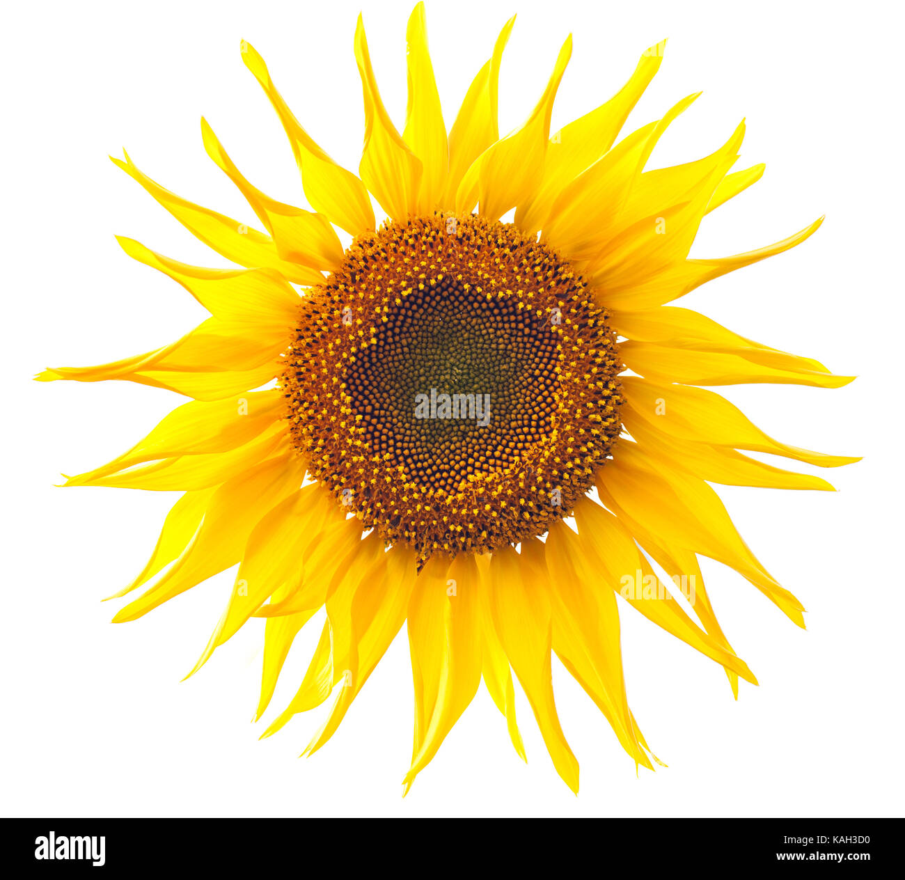 beautiful yellow sunflower isolated on white background Stock Photo - Alamy
