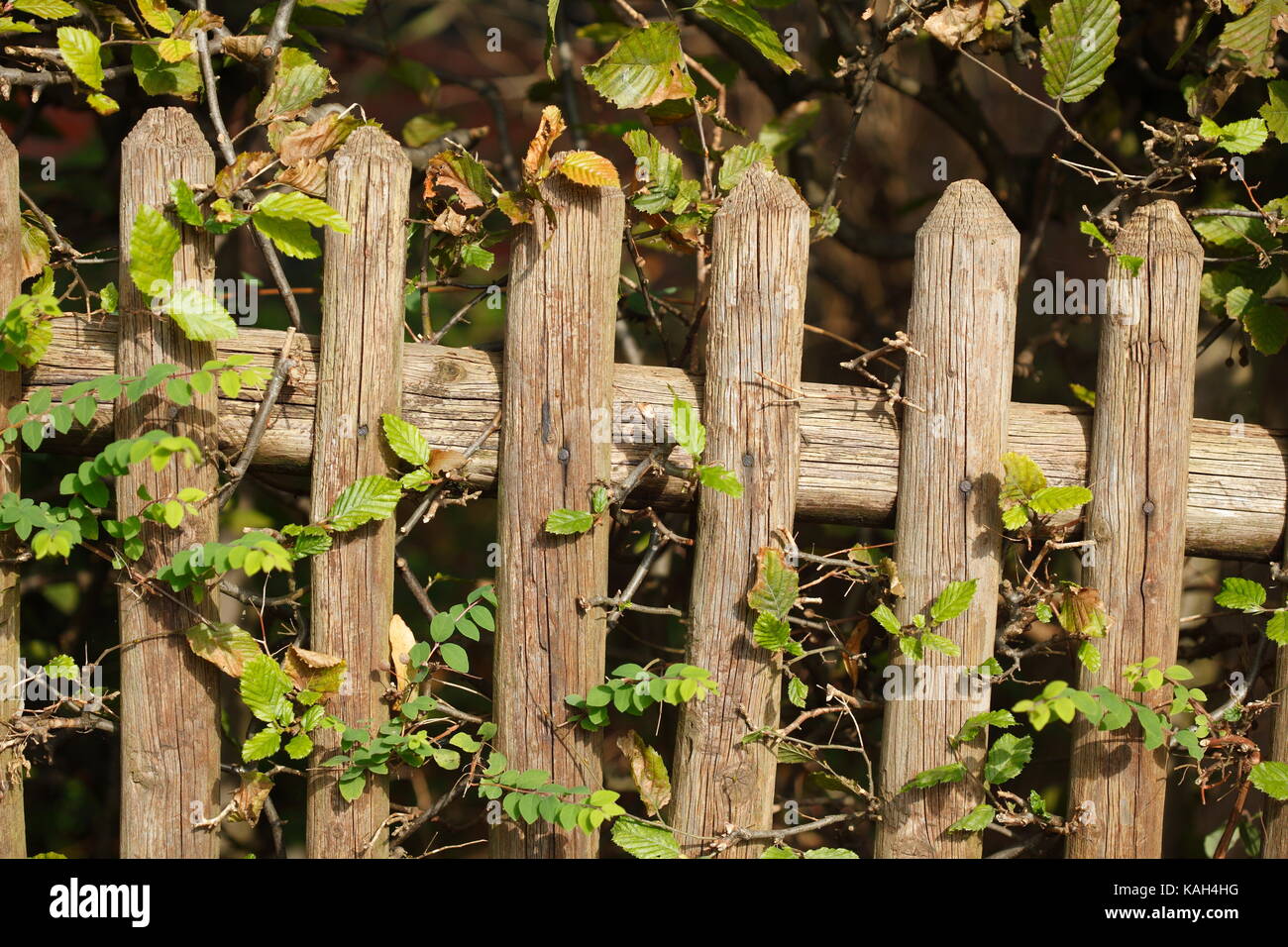 old brown wooden garden fence Stock Photo - Alamy