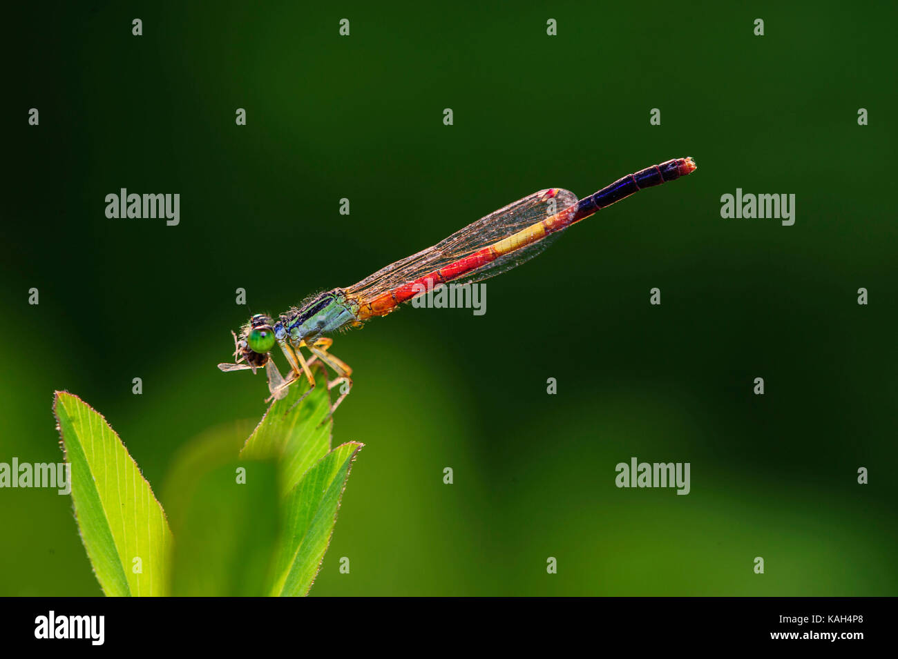 Backlit damselfly hi-res stock photography and images - Alamy