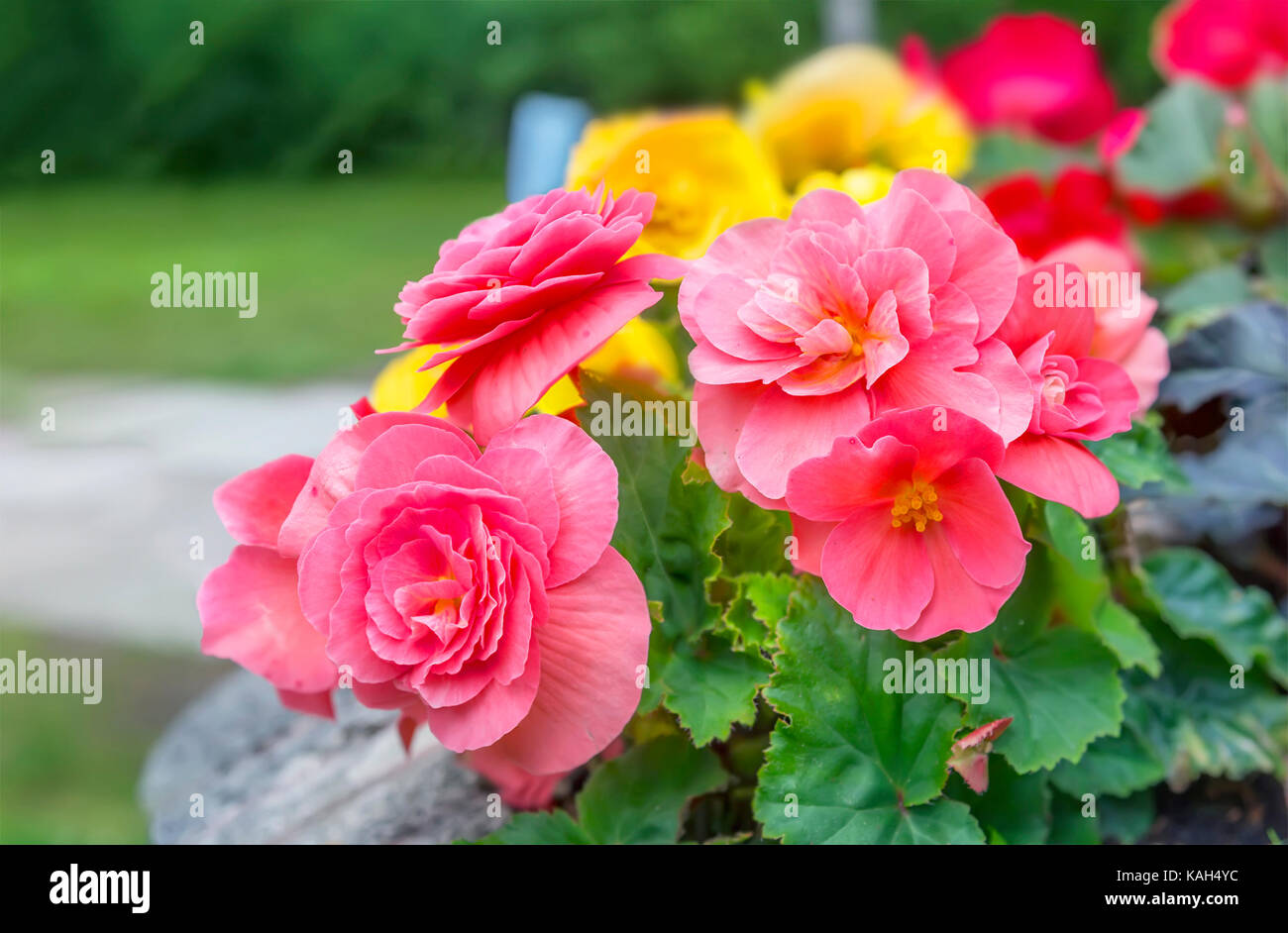 Multicolored balsam flowers. Stock Photo