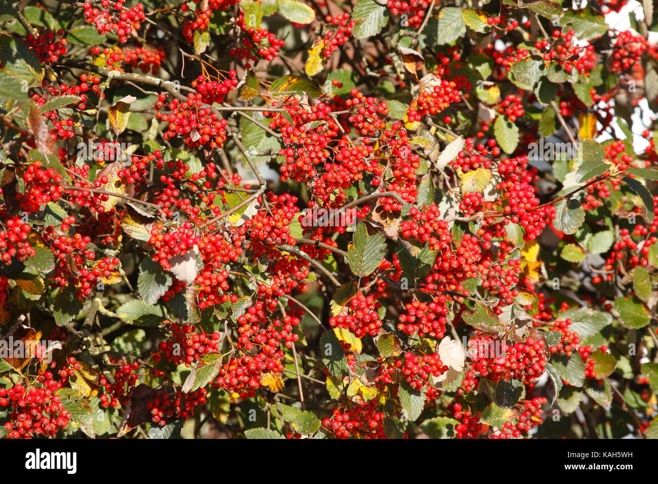 rowanberries on a Rowanberry Tree Stock Photo
