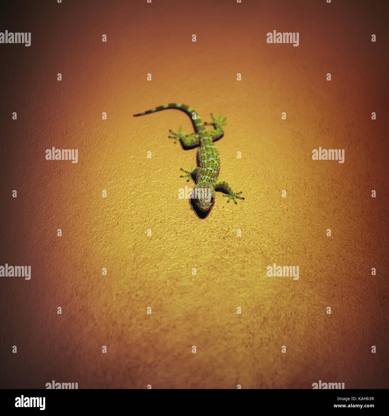 Tokay Gecko on wall Stock Photo - Alamy
