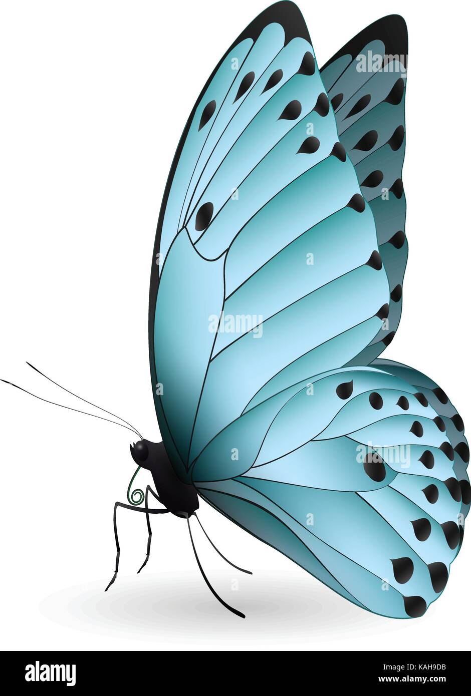 Beautiful butterfly isolated on a white background Stock Vector Image ...