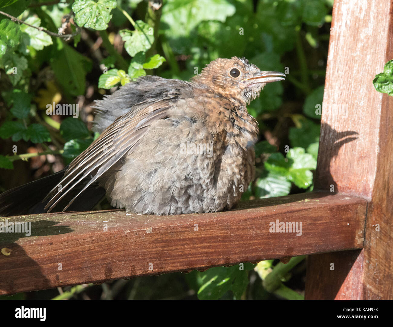 Blackbird sunbathing hires stock photography and images Alamy