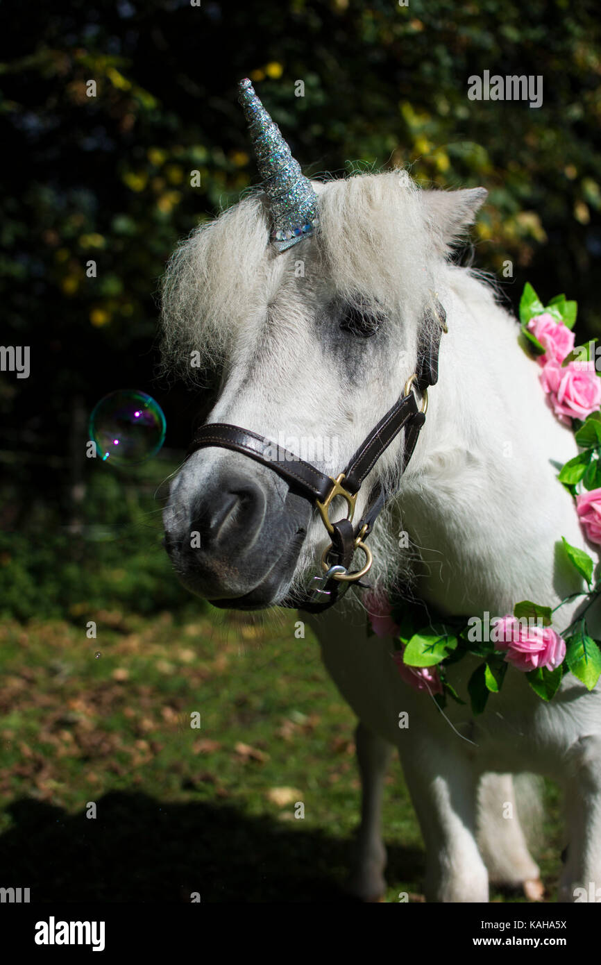 A white unicorn pony with flowers around neck Stock Photo