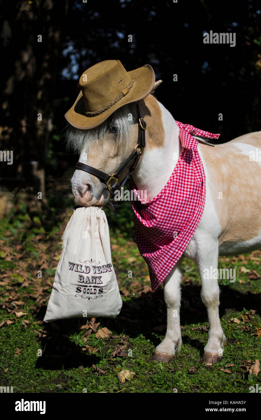 A skewbald miniature pony dressed up in a cowboy outfit holding a money bag with a wester hat and bandana on Stock Photo