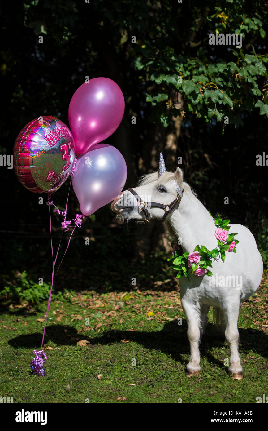 A white unicorn pony with roses around neck sniffing balloons Stock Photo