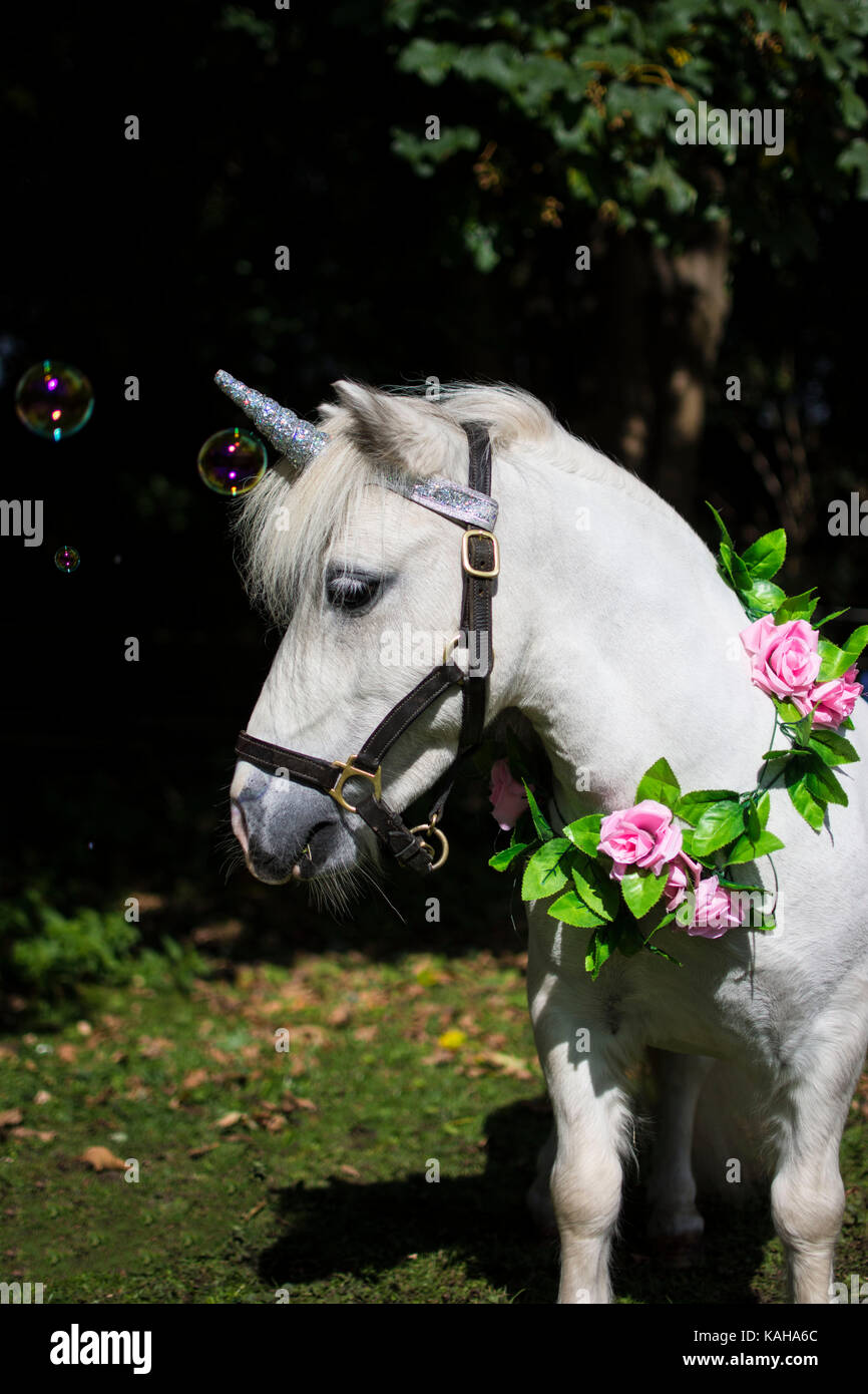A white unicorn pony with flowers around neck Stock Photo