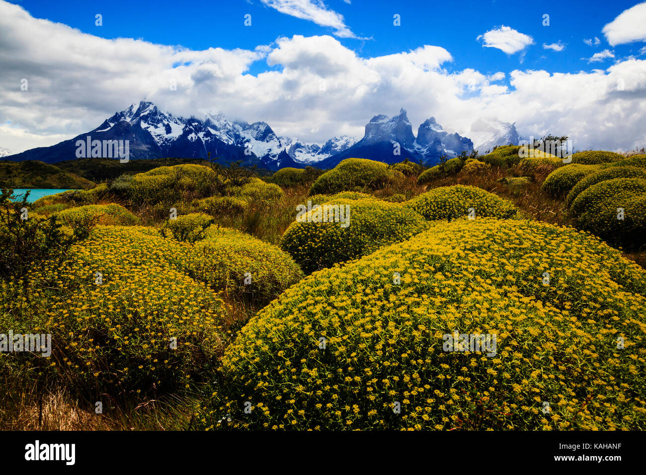Cuernos del Paine massif with flowering Neneo plants (Mulinum spinosa) at the front, Torres del Paine National Park, Chile, South America Stock Photo
