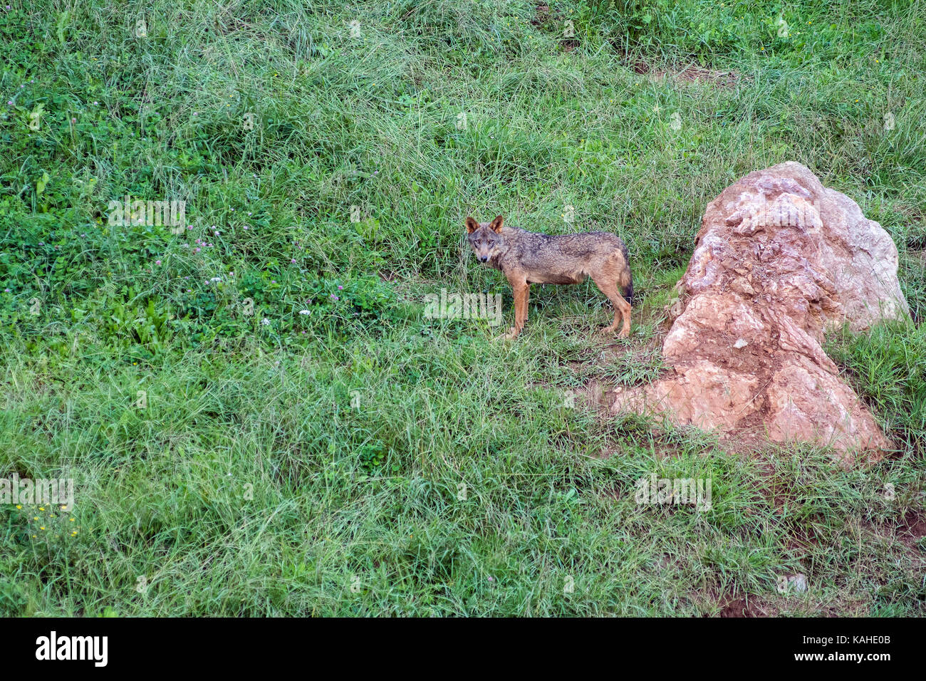 An Iberian Wolve in Cabarceno Natural Park. The park is known for the semi freedom conditions of the animals Stock Photo