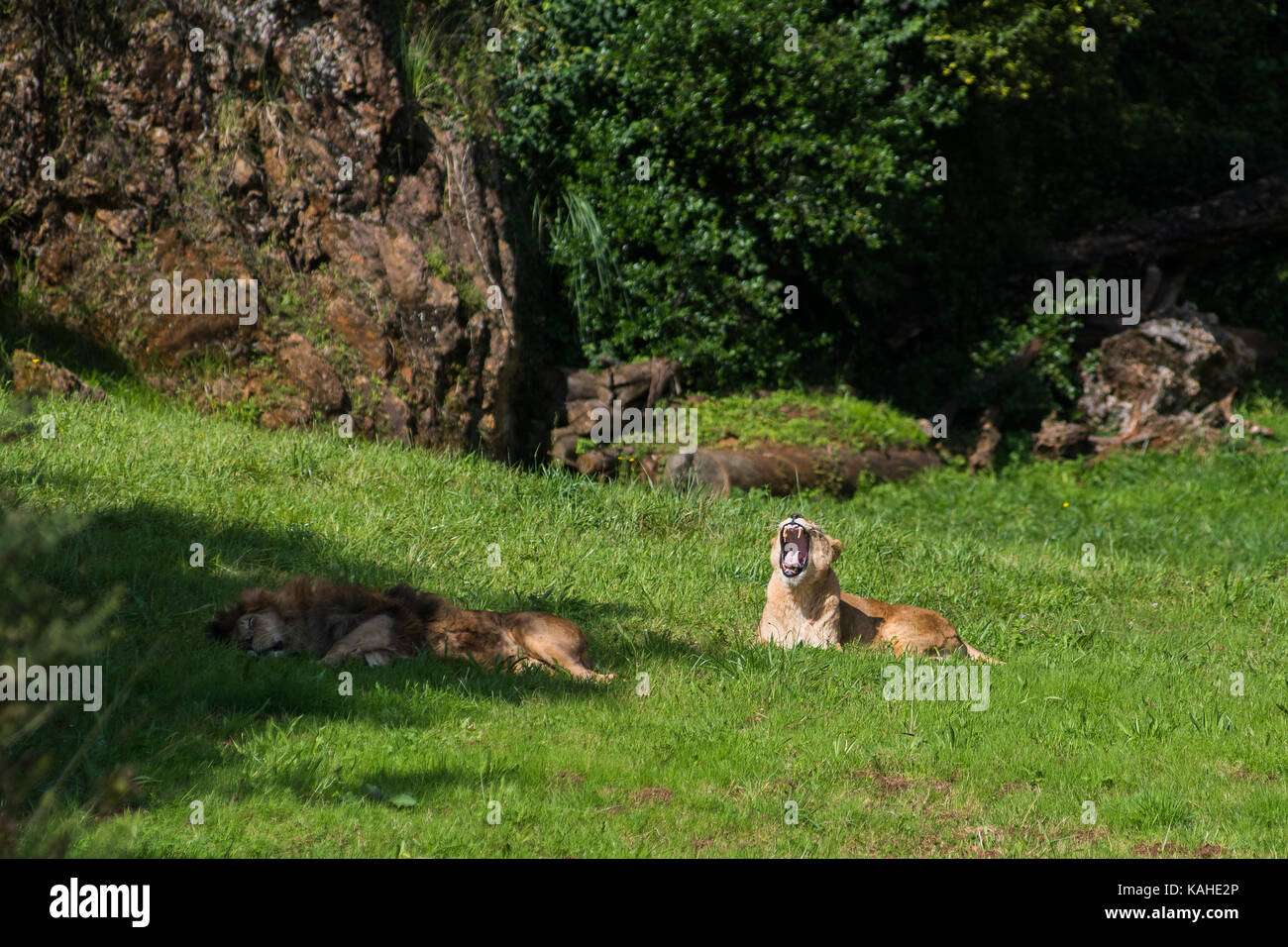 A pair of African Lions in Cabarceno Natural Park. The park is known for the semi freedom conditions of the animals Stock Photo