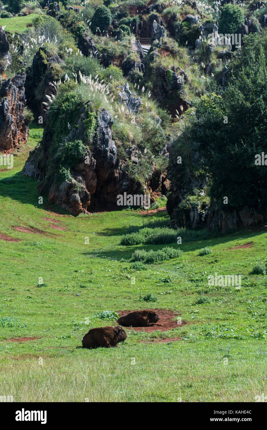 A pair of European Bison in Cabarceno Natural Park. The park is known for the semi freedom conditions of the animals Stock Photo
