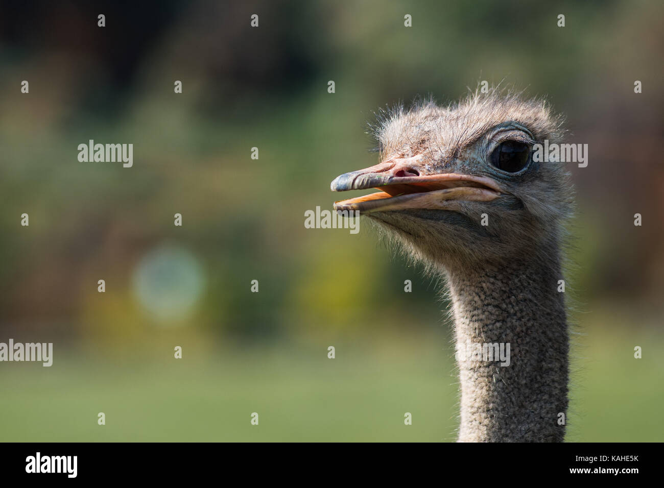 Cose up of the head of an ostrich in Cabarceno Natural Park. The park is known for the semi freedom conditions of the animals Stock Photo