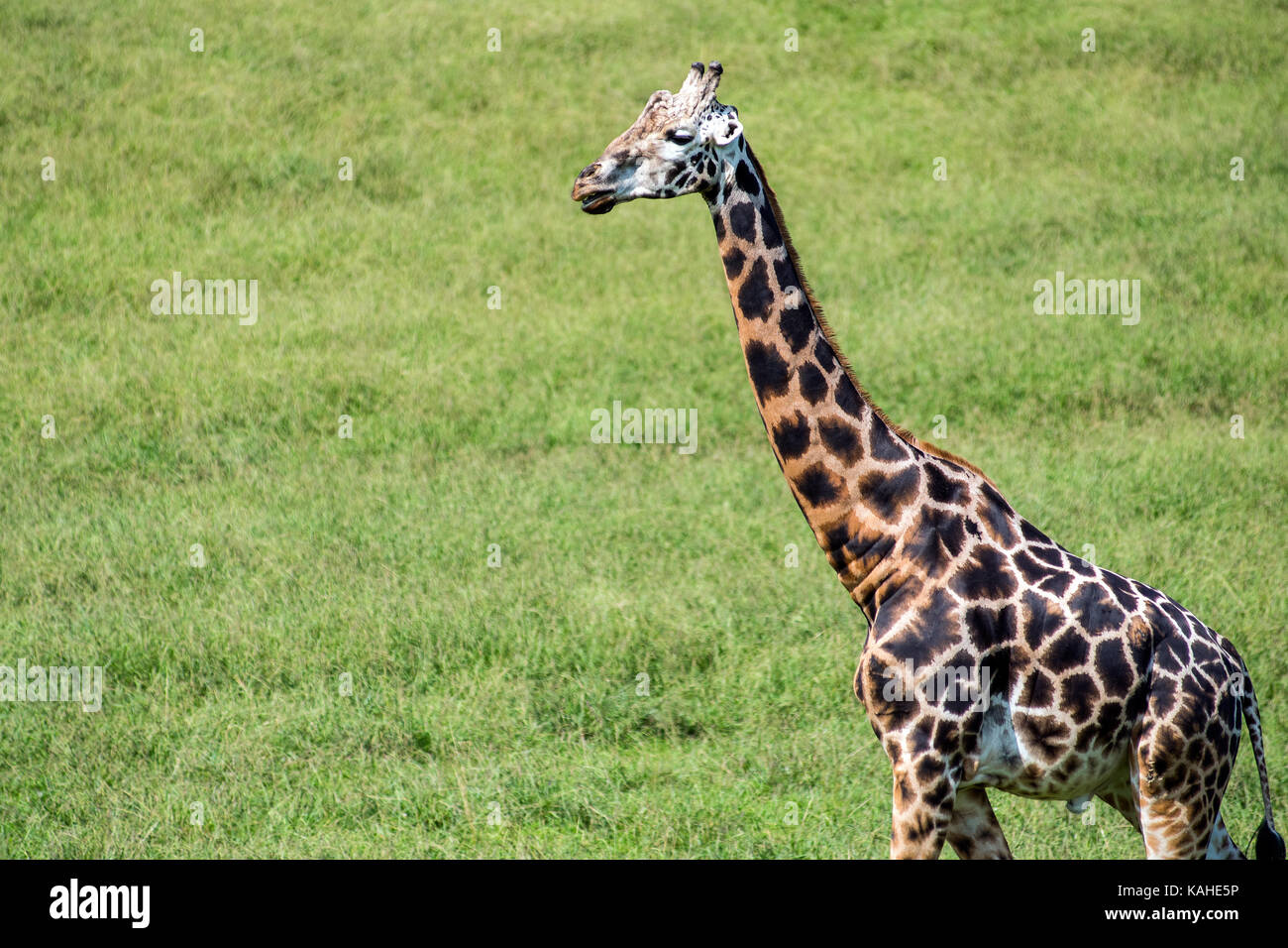 A giraffe walking in Cabarceno Natural Park. The park is known for the semi freedom conditions of the animals Stock Photo