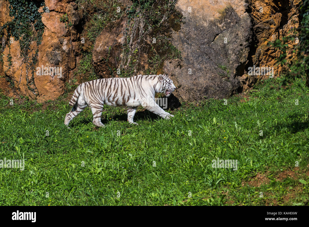 A white Bengal Tiger in Cabarceno Natural Park. The park is known for the semi freedom conditions of the animals Stock Photo