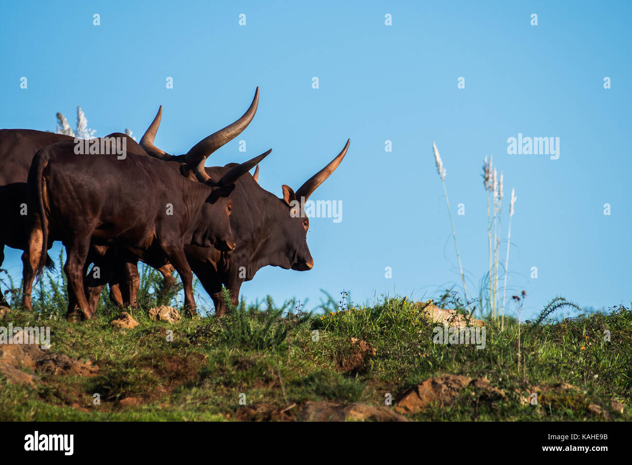 A herd of Watusis in Cabarceno Natural Park. The park is known for the semi freedom conditions of the animals Stock Photo