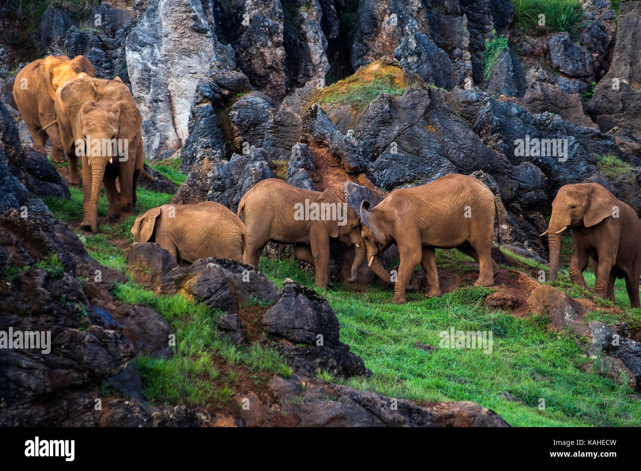 A pair of African Elephants head to head in Cabarceno Natural Park. The park is known for the semi freedom conditions of the animals Stock Photo