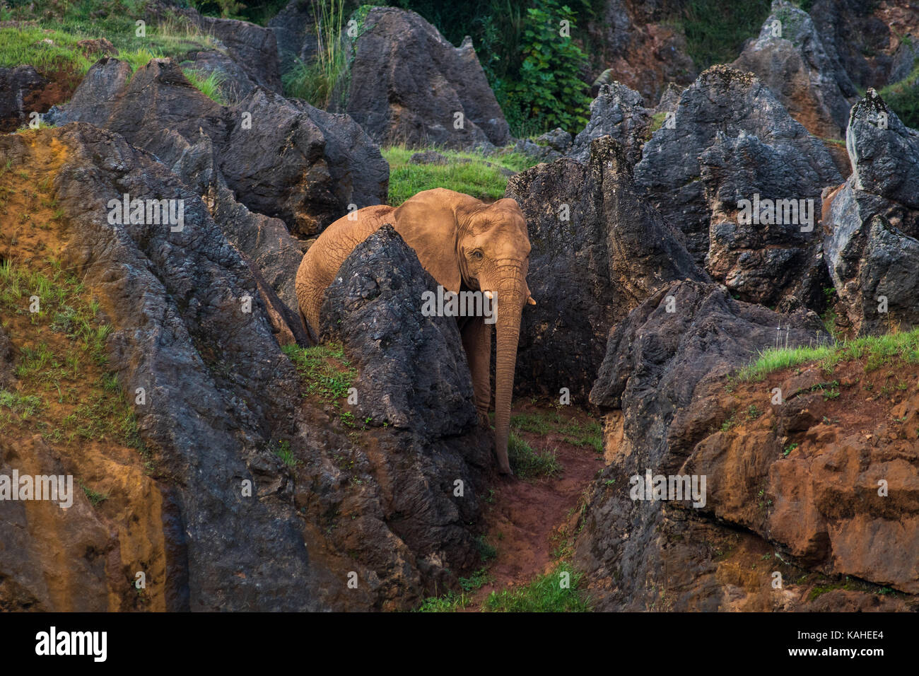 African Elephant in Cabarceno Natural Park. The park is known for the semi freedom conditions of the animals Stock Photo
