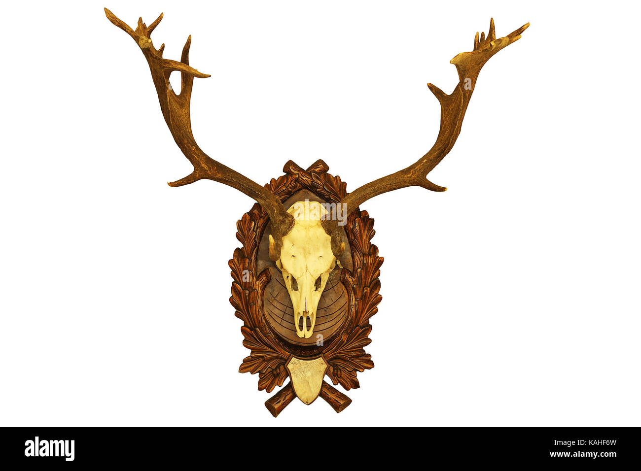 beautiful fallow deer stag hunting trophy isolated on white background ( Dama ) Stock Photo