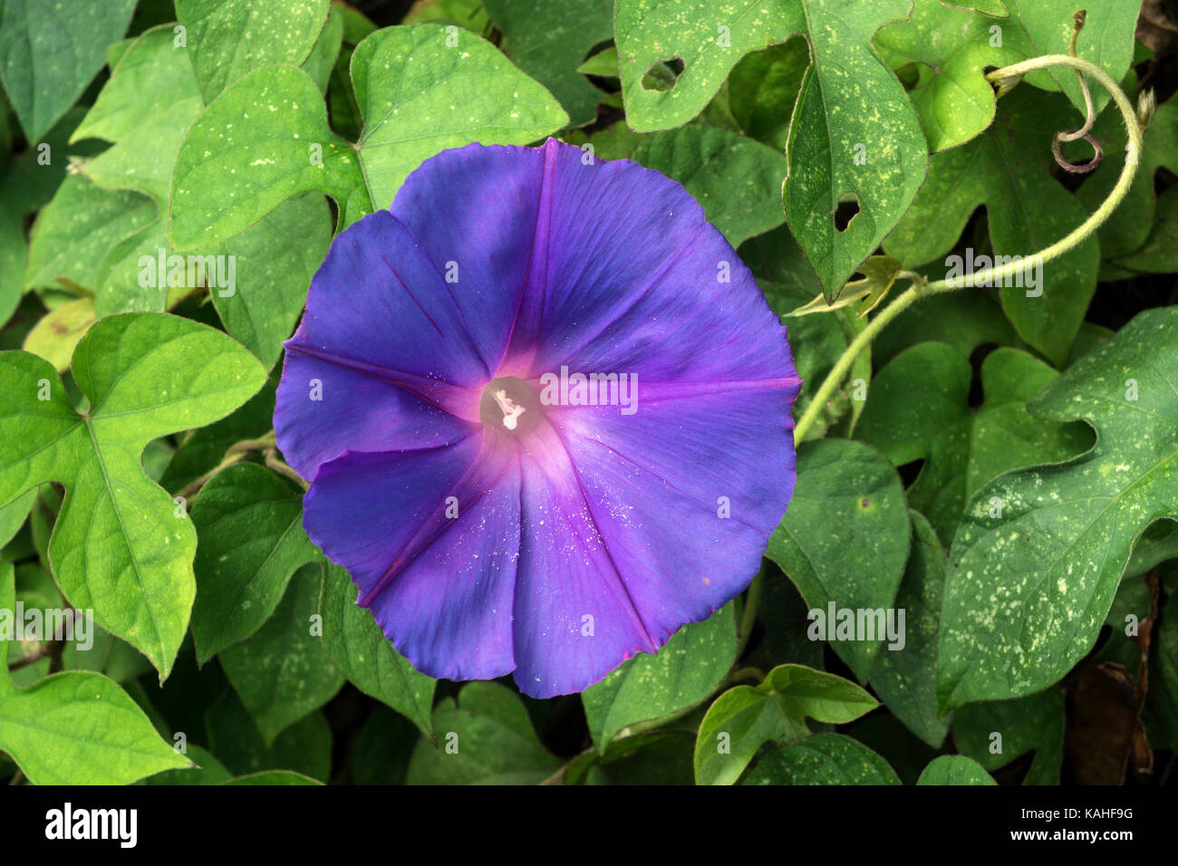 Blue flowering Field bindweed (Convolvulus arvensis), island of Stock