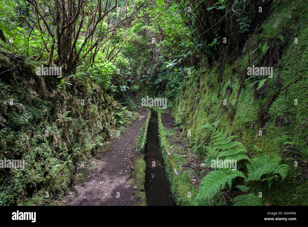 Walking trail along a Levada, Calha de Agua, Cabeco dos Trinta, Island of Faial, Azores, Portugal Stock Photo