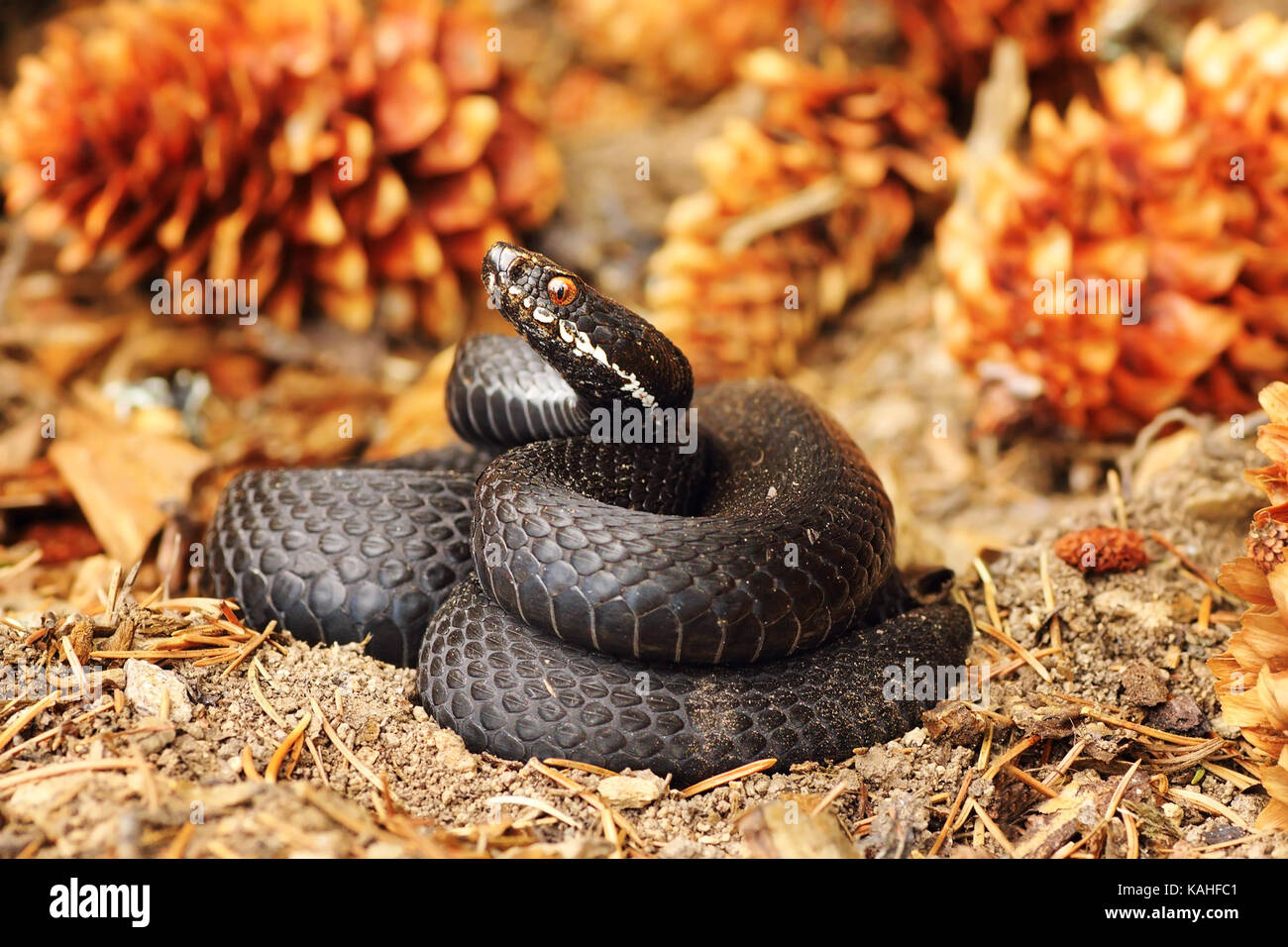 Sedge Viper Ready To Strike Atheris Photograph by Nhpa - Pixels