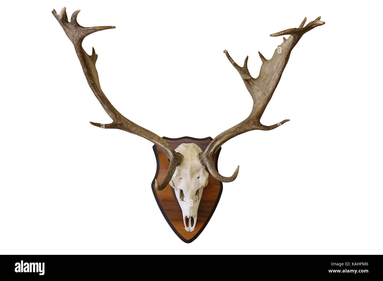 fallow deer stag hunting trophy isolated on white background ( Dama ) Stock Photo