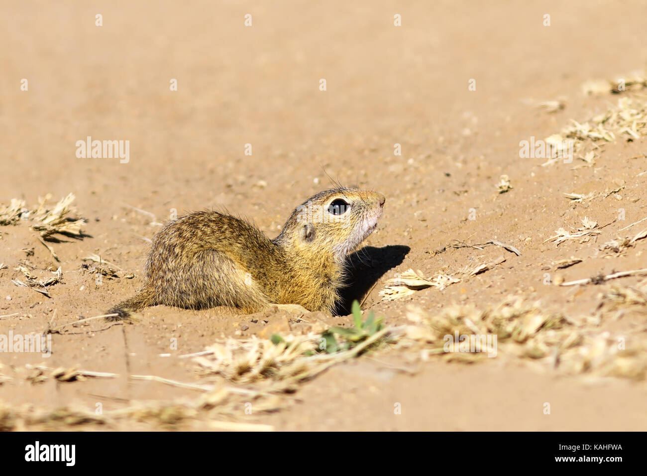 juvenile european ground squirrel close up ( Spermophilus citellus ...
