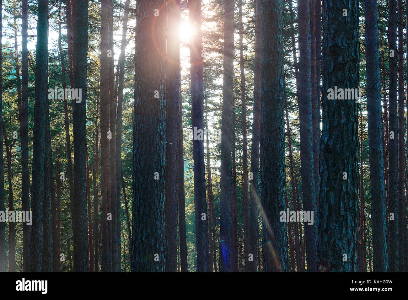 rays of light through pine forest, beautiful dawn colors Stock Photo ...