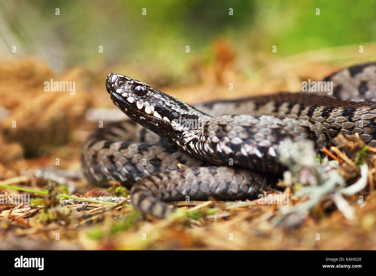 venomous european viper standing on the ground ( Vipera berus ) Stock Photo