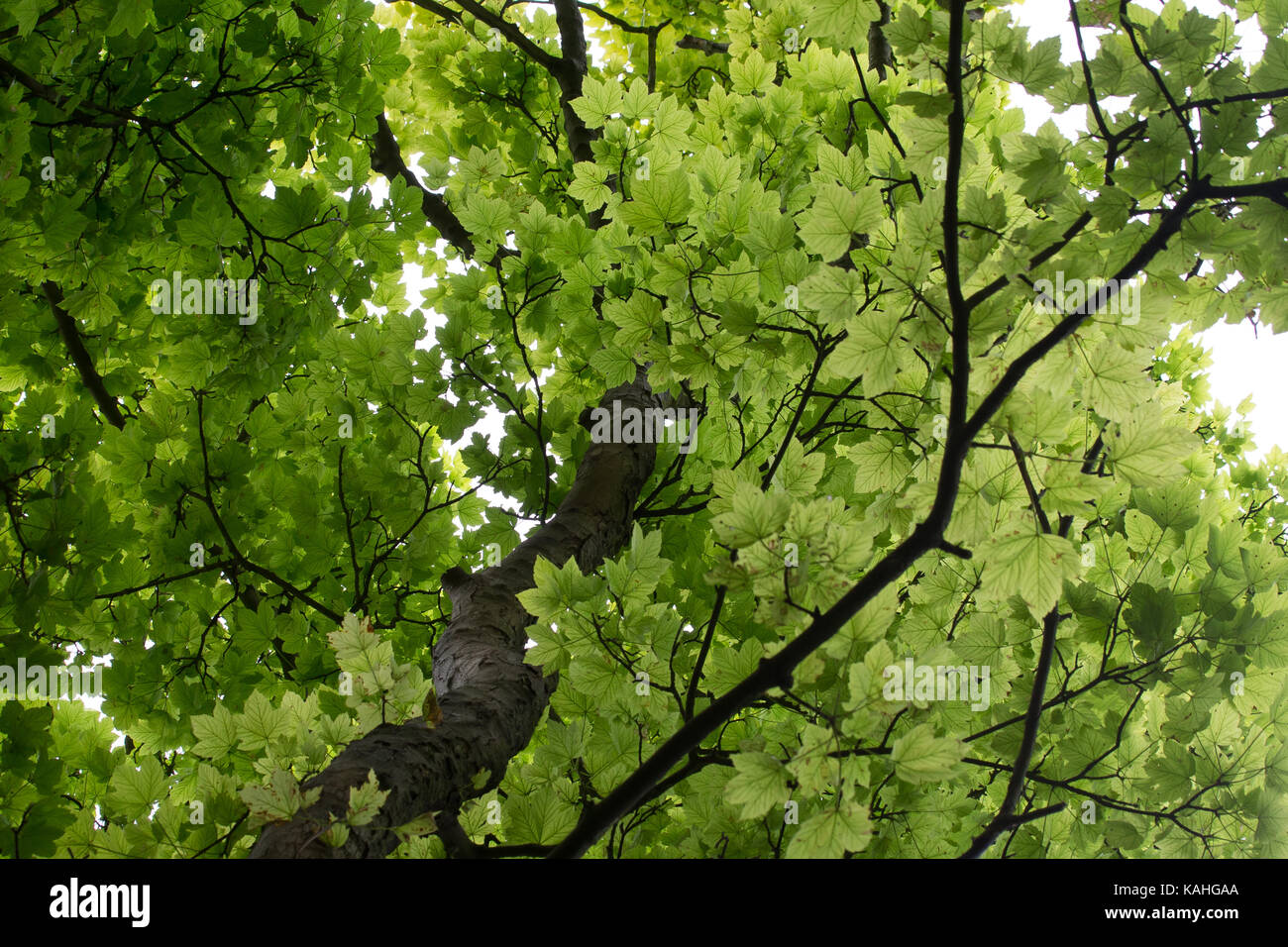 Summer leaves hi-res stock photography and images - Alamy